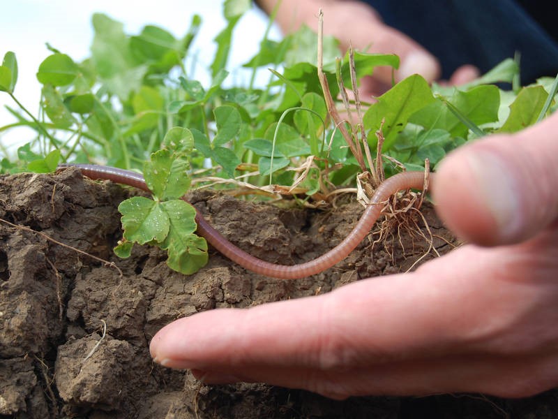 Organic Farming